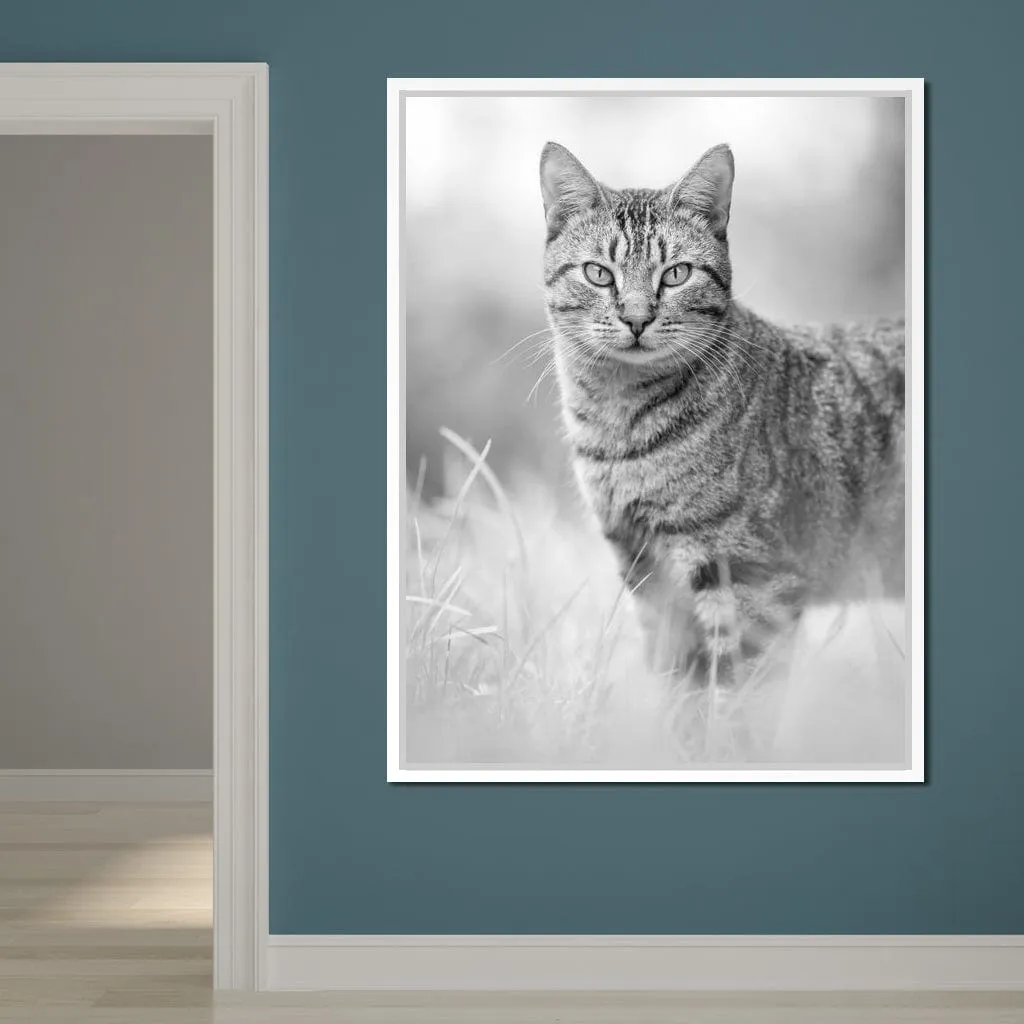 Black & White Kitty Cat - Ben Heine