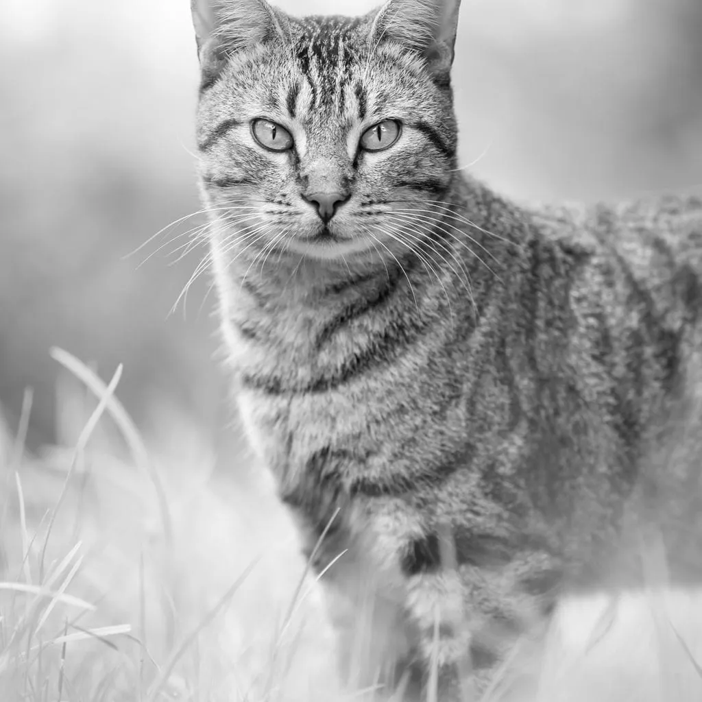 Black & White Kitty Cat - Ben Heine