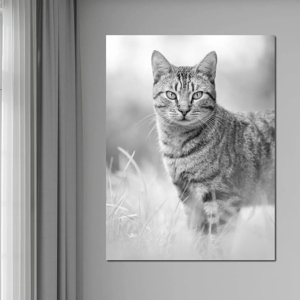 Black & White Kitty Cat - Ben Heine