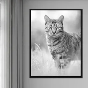 Black & White Kitty Cat - Ben Heine