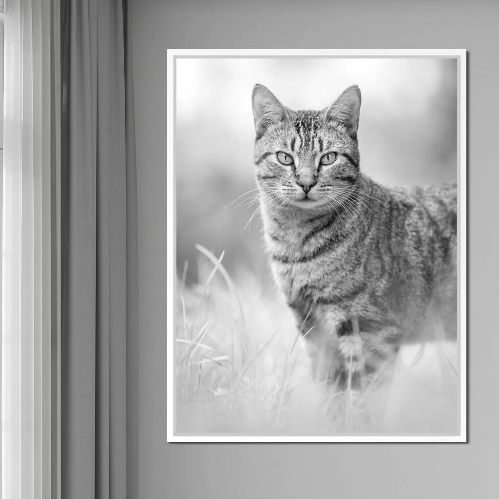 Black & White Kitty Cat - Ben Heine