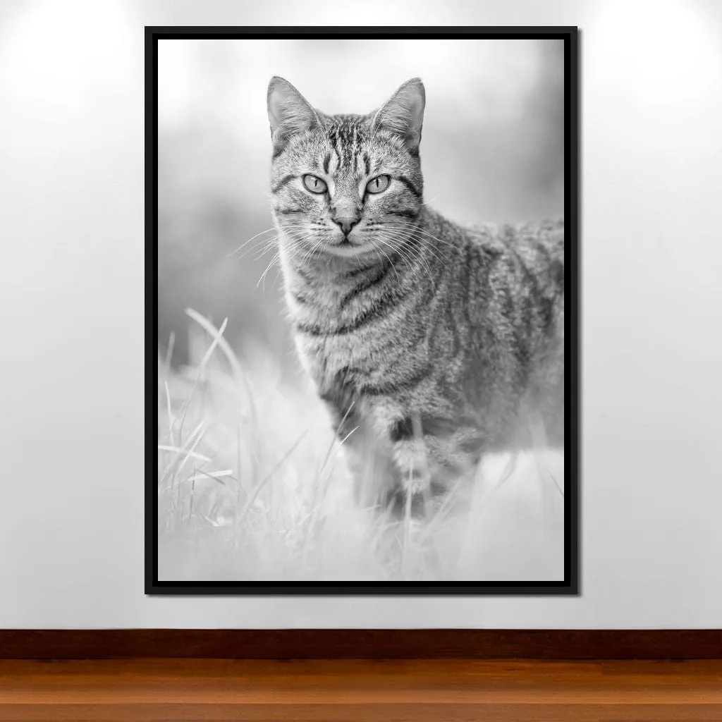 Black & White Kitty Cat - Ben Heine