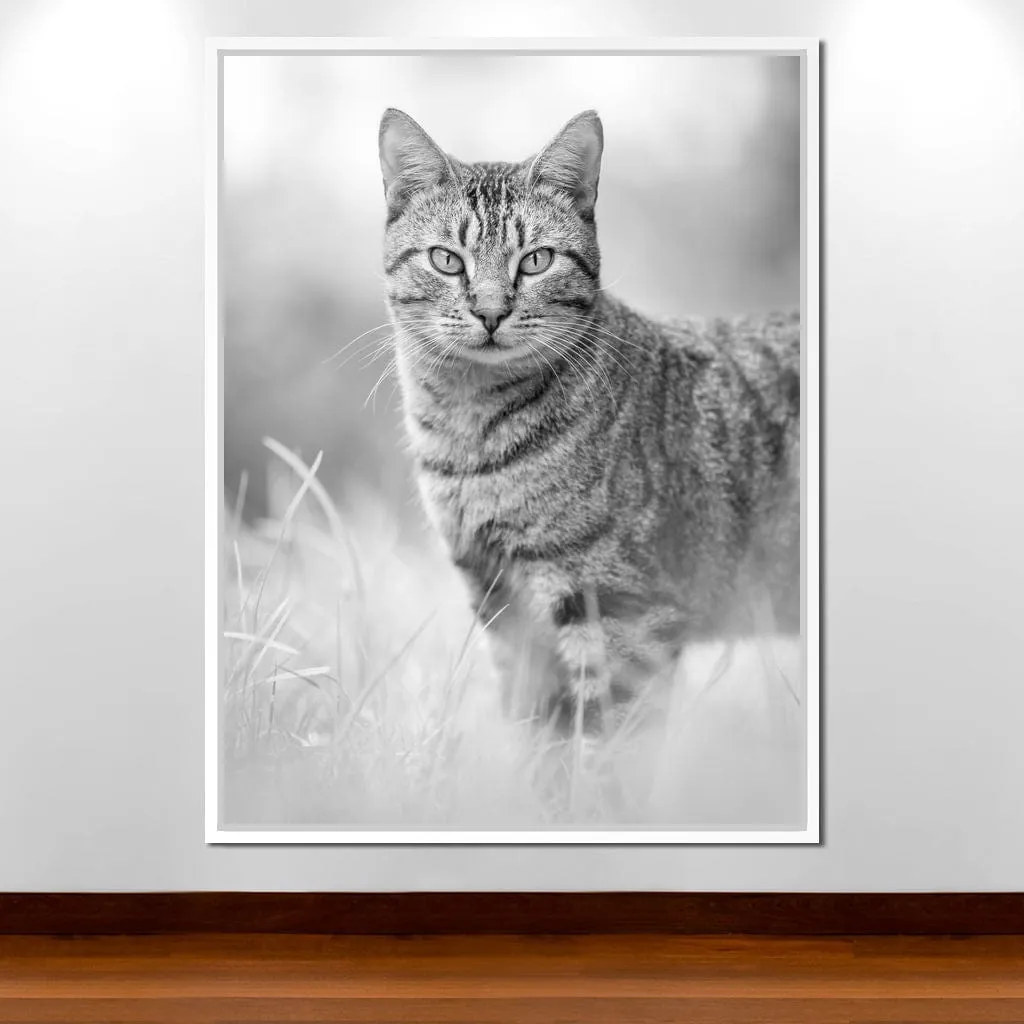 Black & White Kitty Cat - Ben Heine