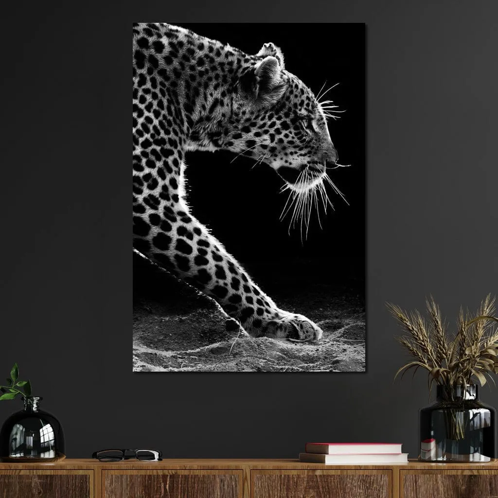 Black and white Leopard