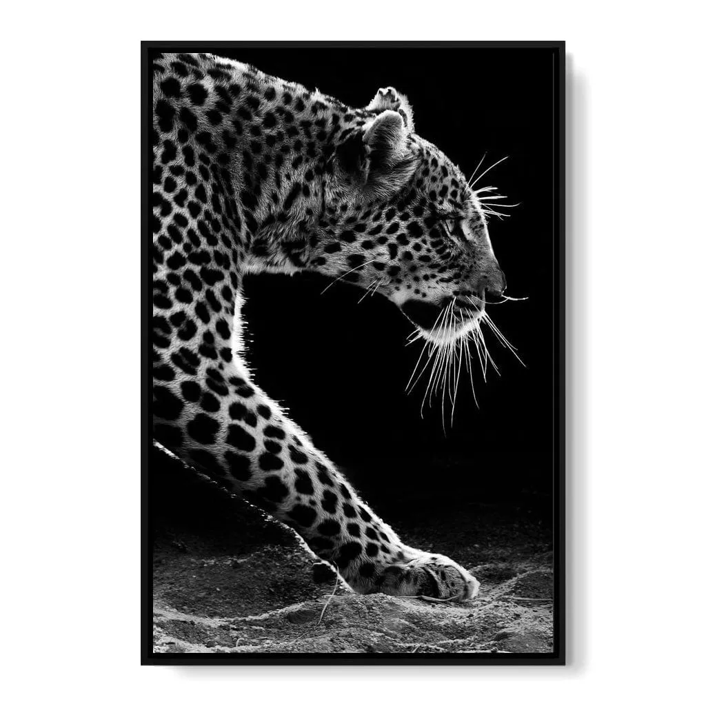 Black and white Leopard