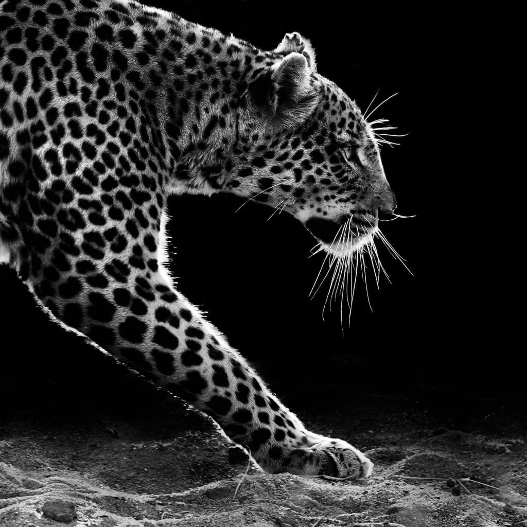 Black and white Leopard