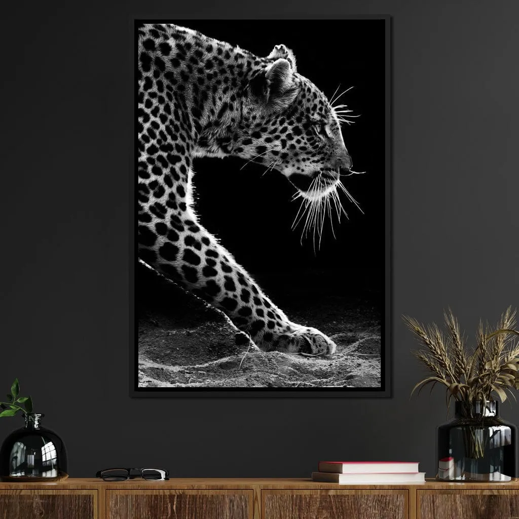 Black and white Leopard